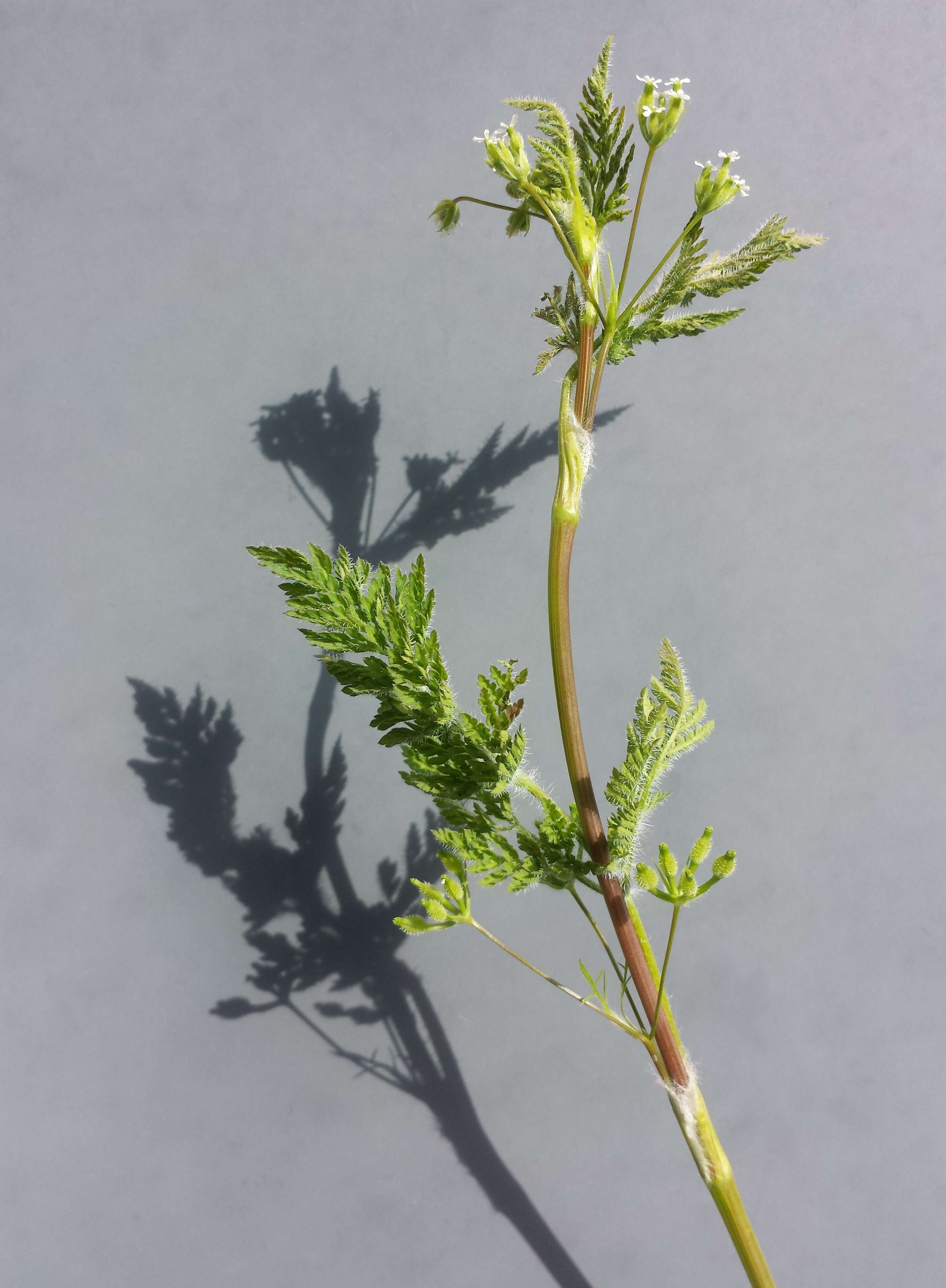 Image of bur chervil