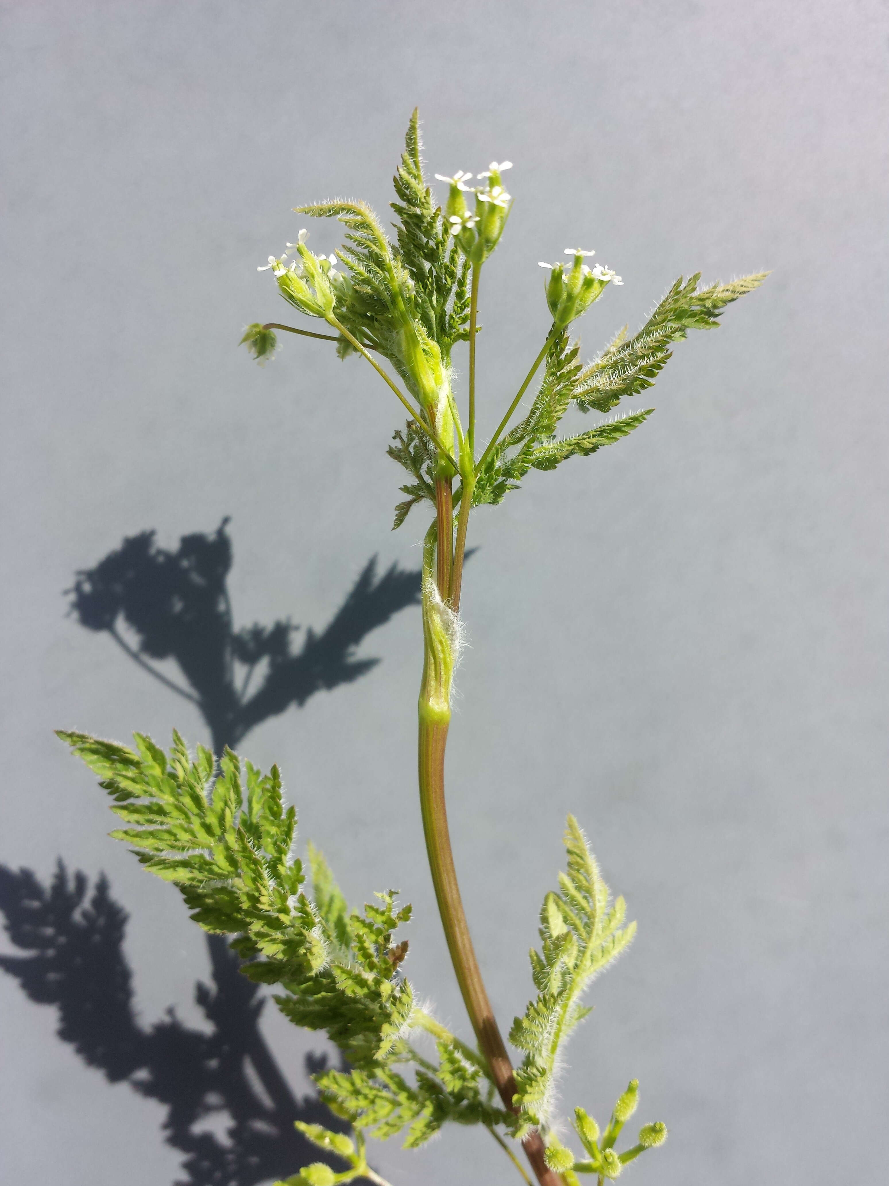 Image of bur chervil
