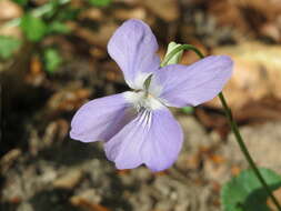 Image of common dog-violet