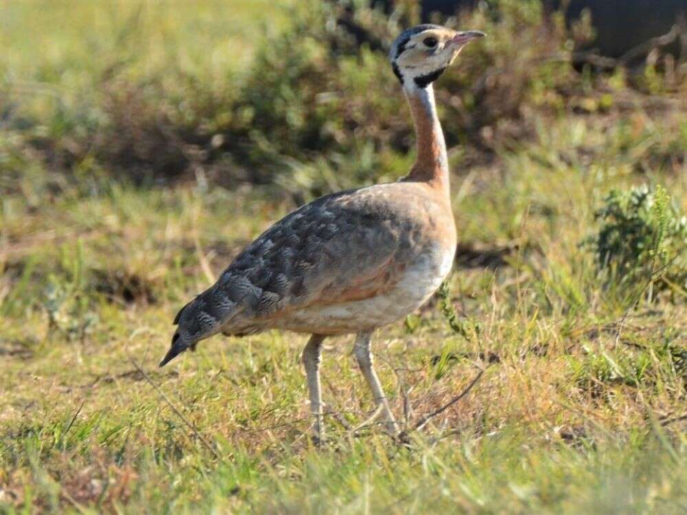 Imagem de Eupodotis senegalensis barrowii (Gray & JE 1829)