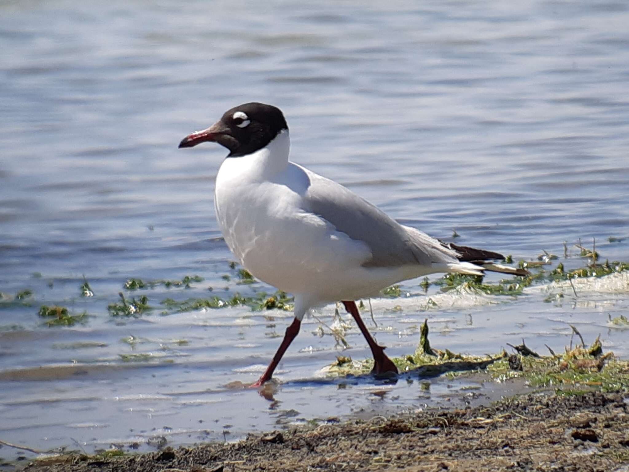 Image of Relict Gull