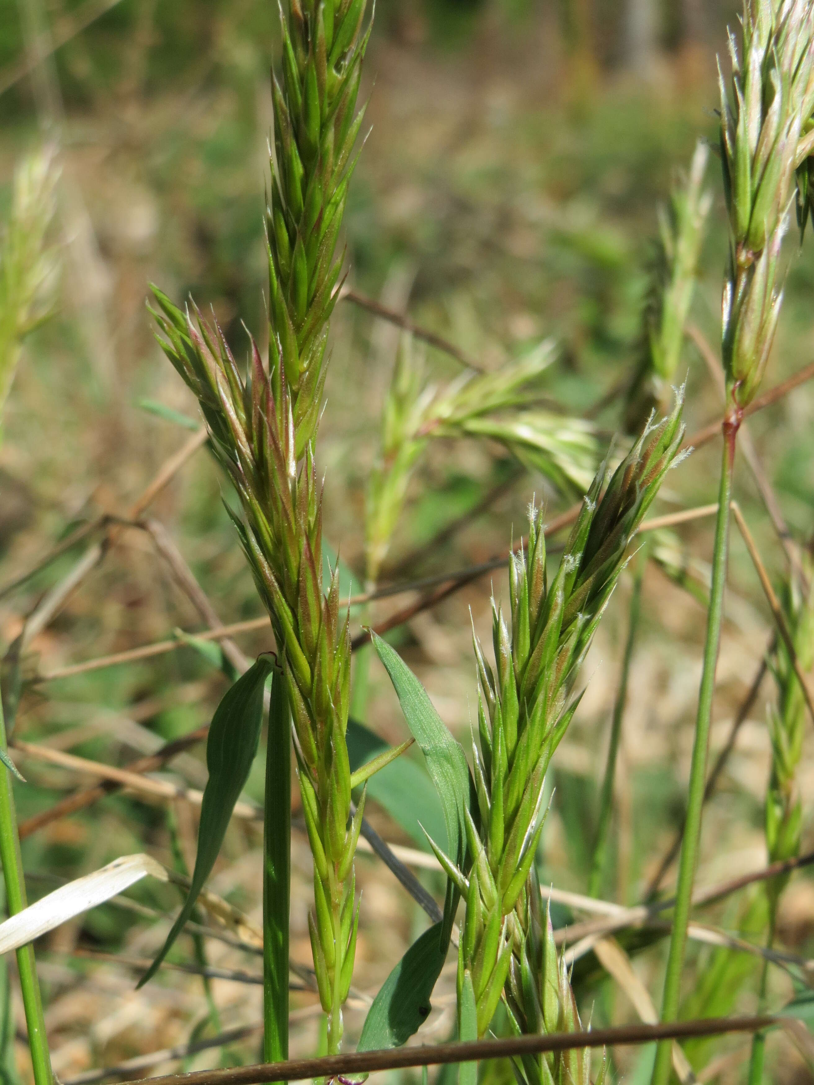 Plancia ëd Anthoxanthum odoratum L.