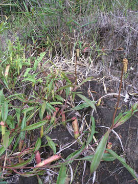 Image of Nepenthes kampotiana Lecomte