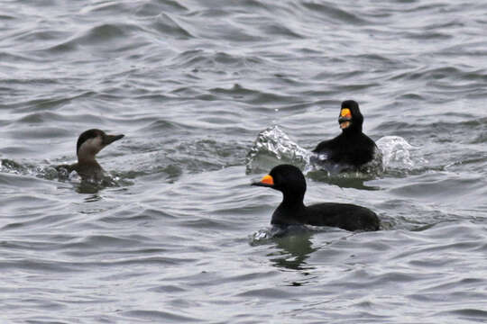 Image of American Scoter