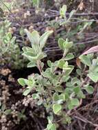 Image of Helichrysum lepidissimum S. Moore