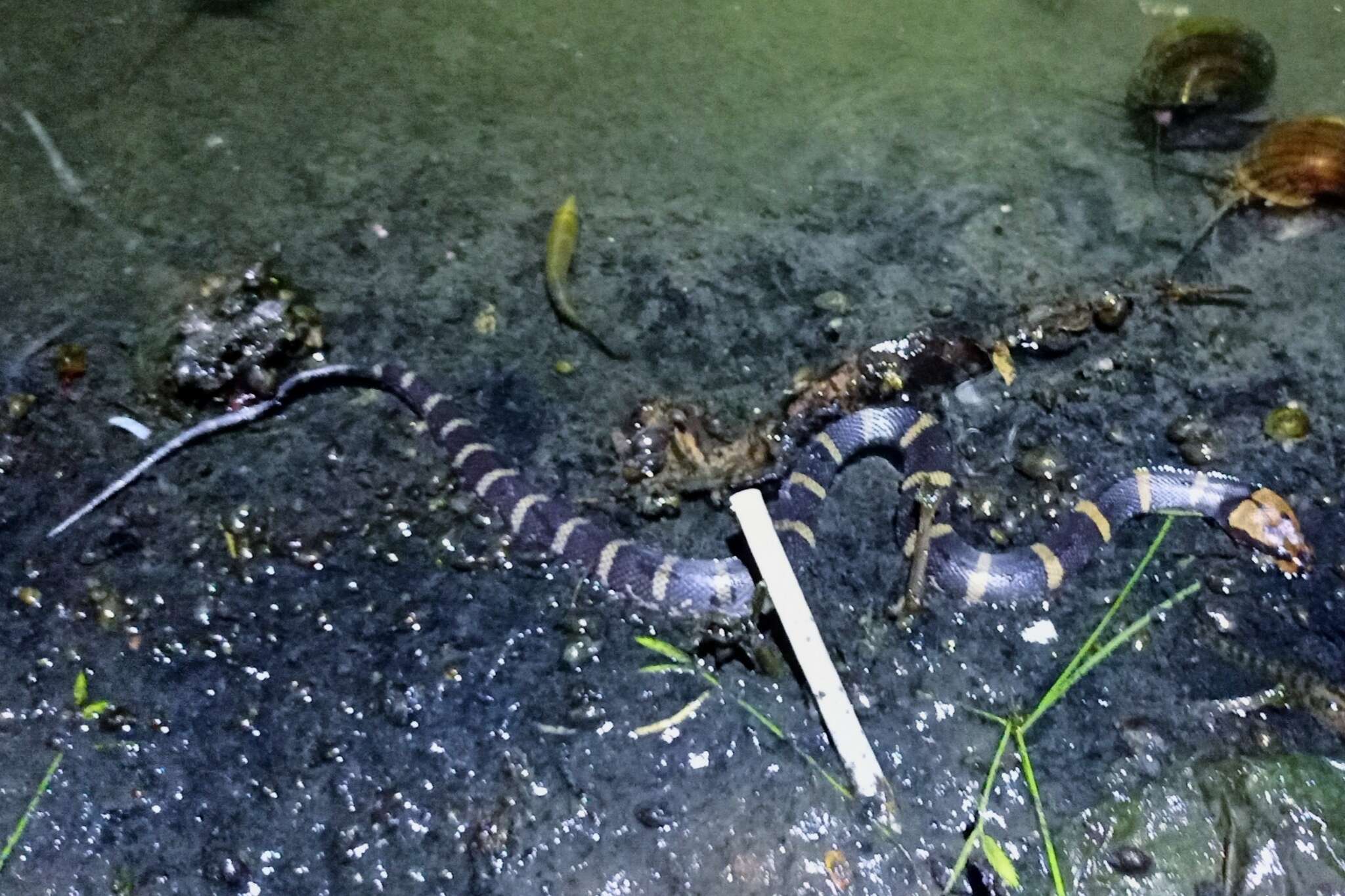 Image of Masked Water Snake