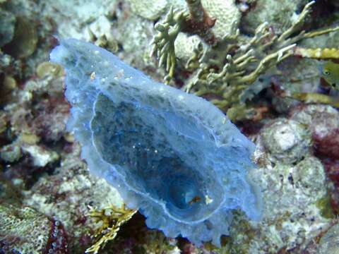 Image of Azure Vase Sponge