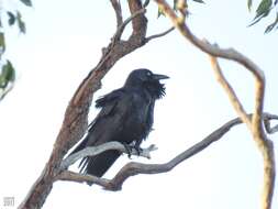 Слика од Corvus coronoides Vigors & Horsfield 1827