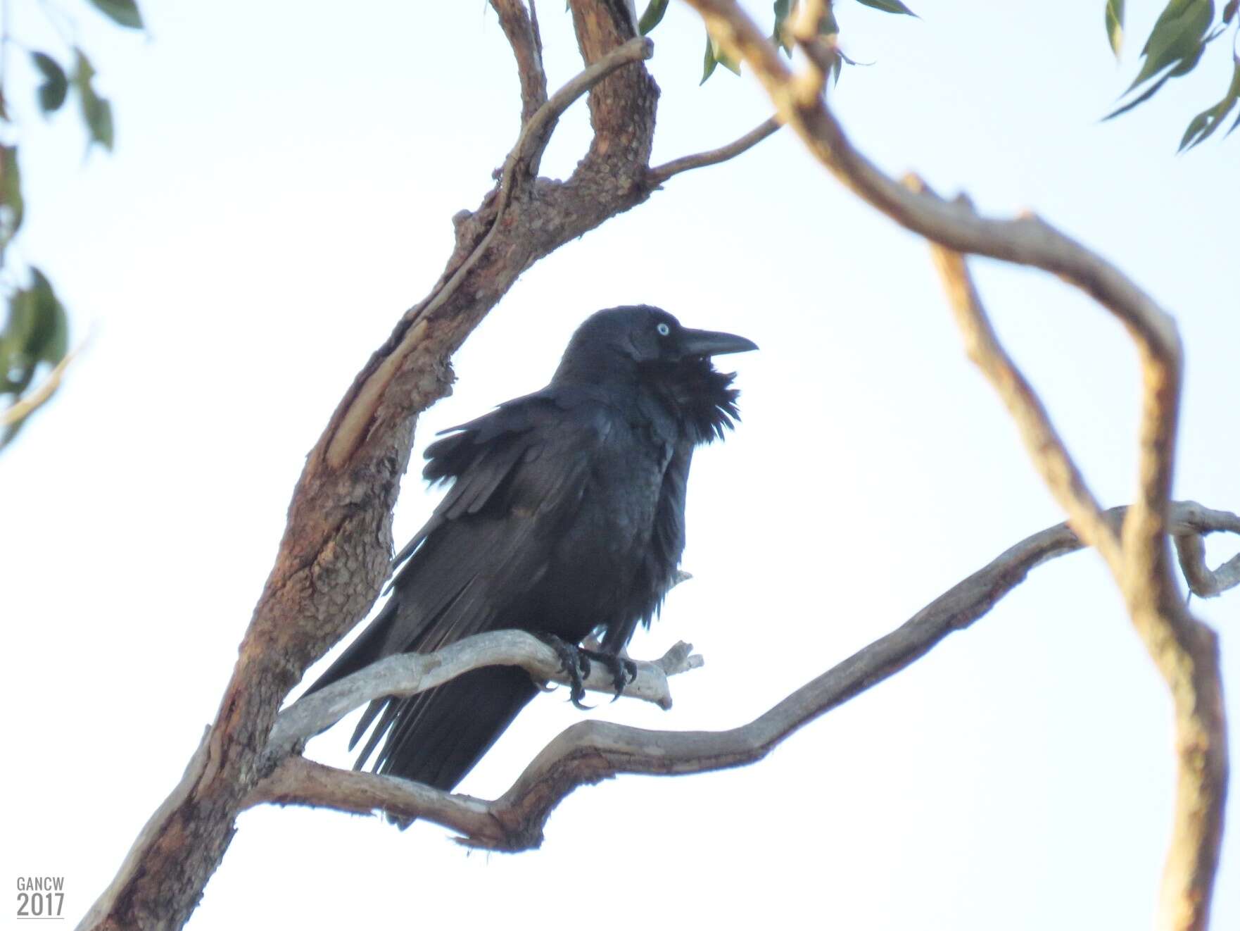 Слика од Corvus coronoides Vigors & Horsfield 1827