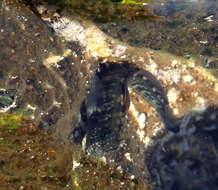 Image of Zebra Blenny