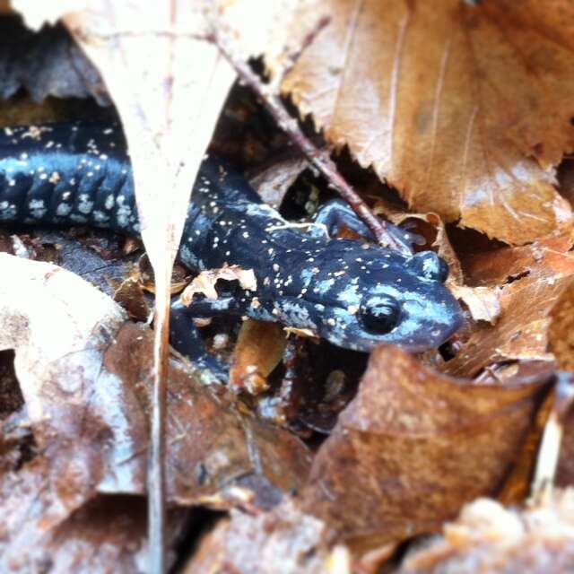 Imagem de Plethodon glutinosus (Green 1818)