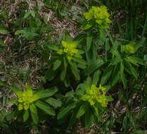 Image of Euphorbia austriaca A. Kern.