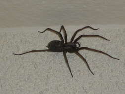 Image of Giant House Spider