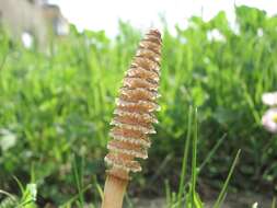 Image of field horsetail