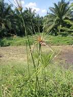 Cyperus giganteus Vahl的圖片