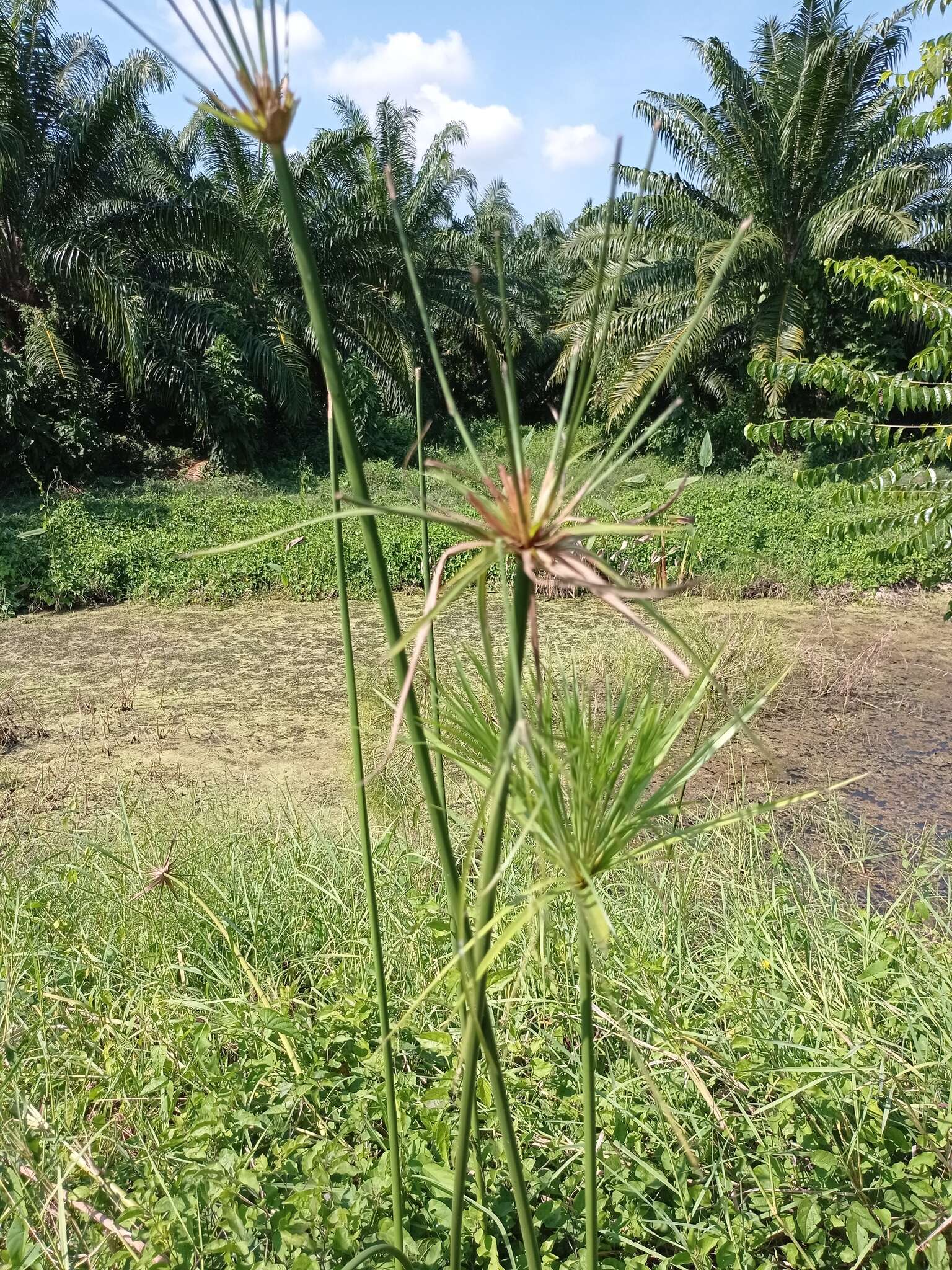 Cyperus giganteus Vahl的圖片