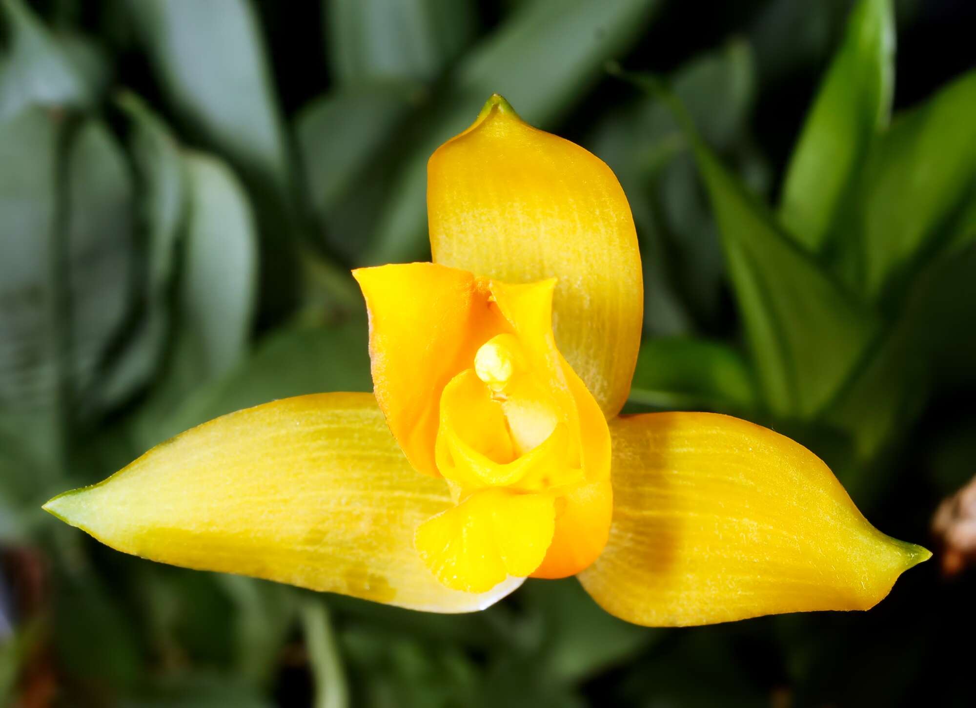 Image of Sweet scented Lycaste