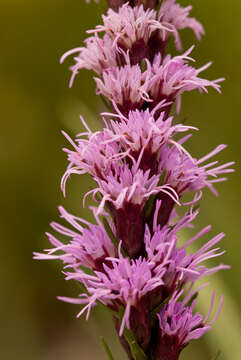 Image of Heller's blazing star