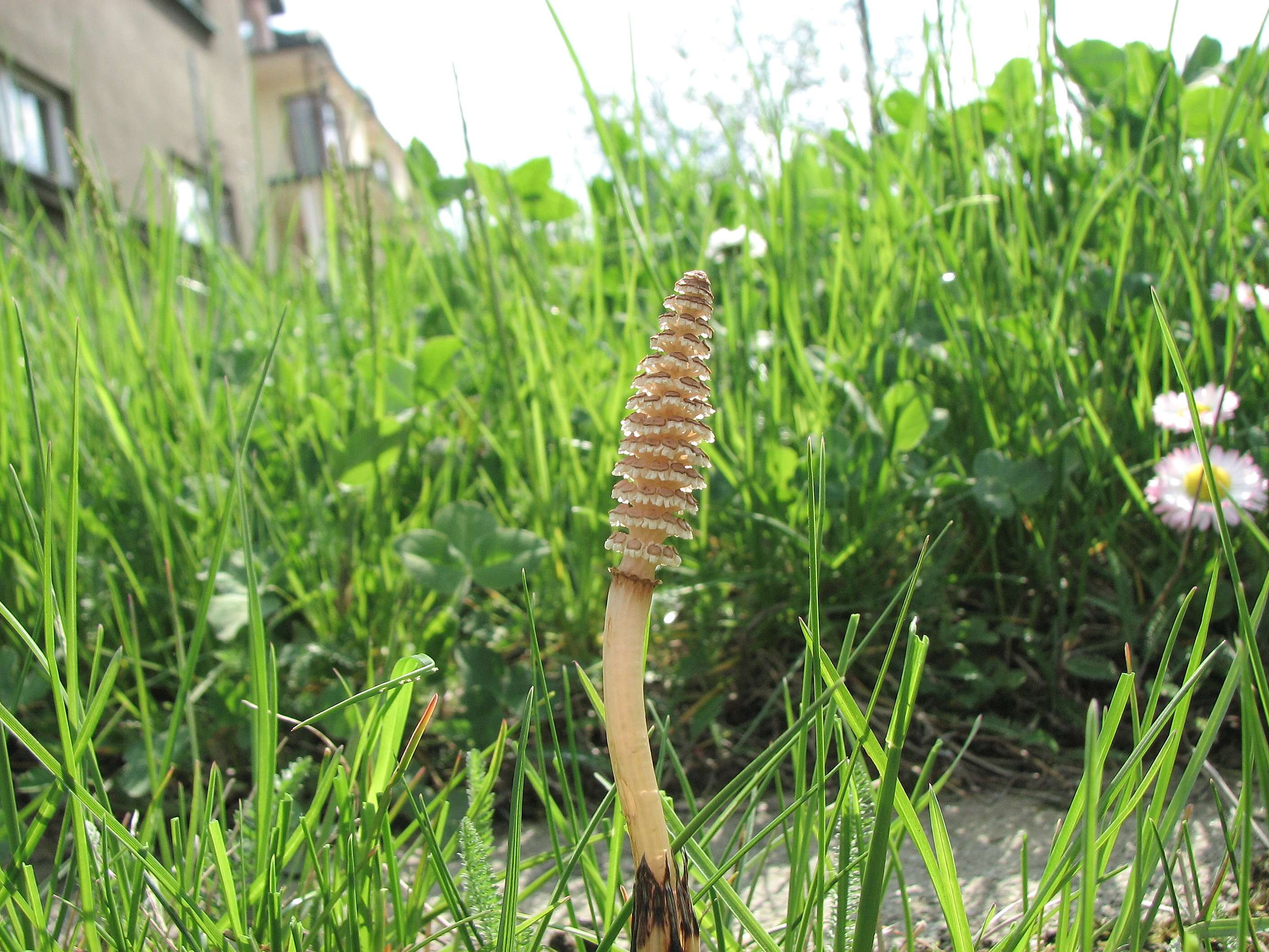 Image of field horsetail