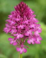 صورة Anacamptis pyramidalis (L.) Rich.