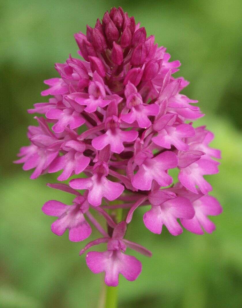 Image of Pyramidal orchid