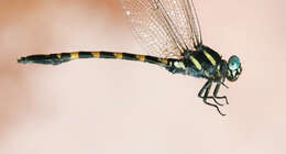 Imagem de Macrogomphus albardae Selys 1878