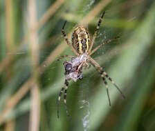 Imagem de Argiope bruennichi (Scopoli 1772)