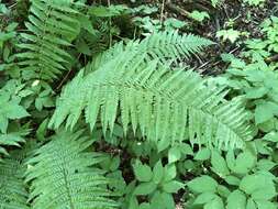 Image of Dryopteris borreri (Newm.) Oberholzer & Tavel