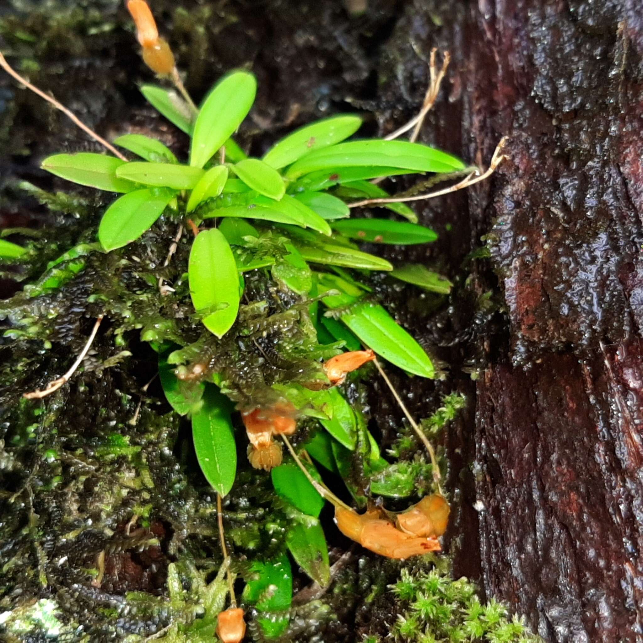 Plancia ëd Specklinia lanceola (Sw.) Lindl.