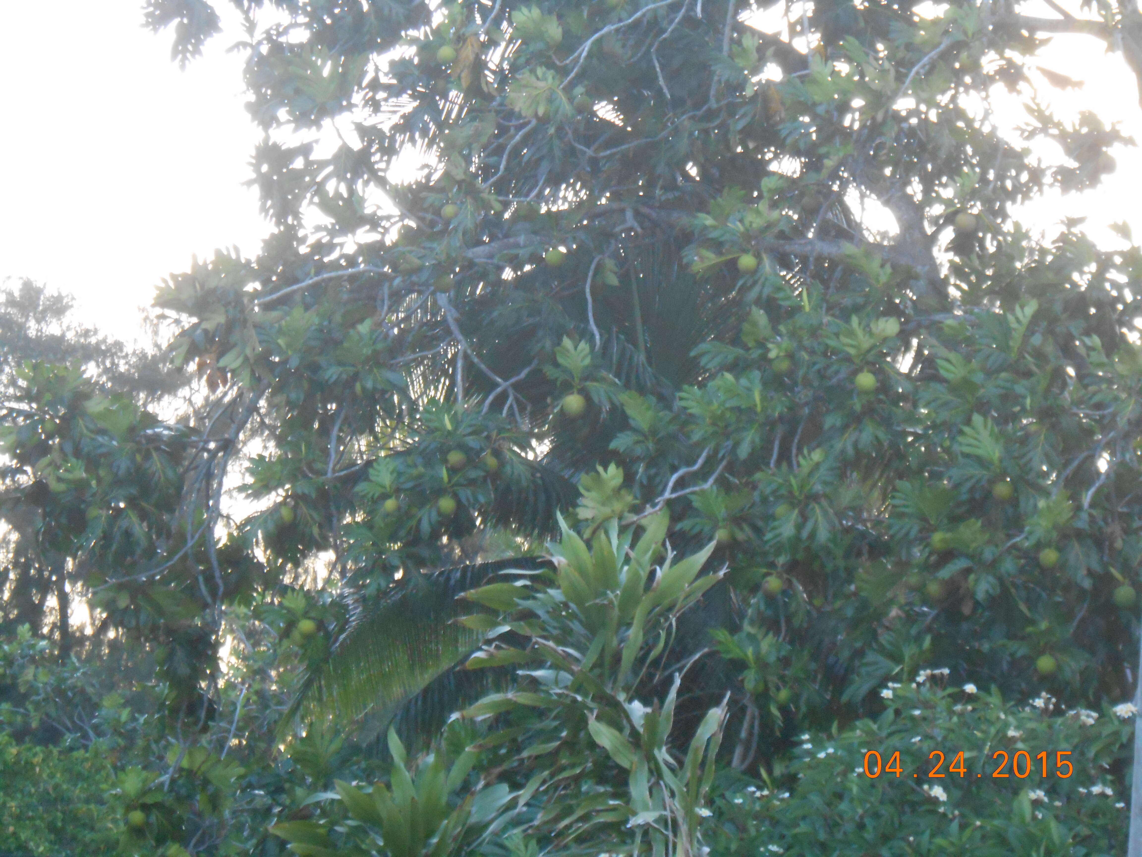 Image of Breadfruit Tree