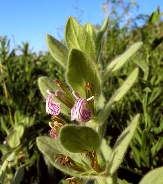 Imagem de Ajuga laxmannii (Murray) Benth.