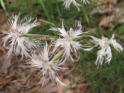 صورة Dianthus arenarius subsp. borussicus Vierh.