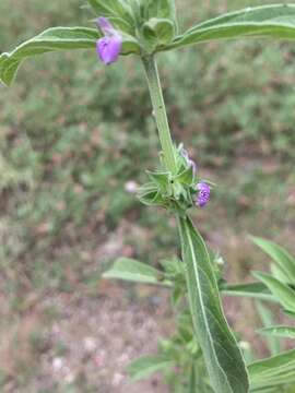 Image of Justicia monechmoides S. Moore