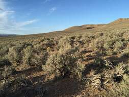 Imagem de Artemisia tridentata (Nutt.) W. A. Weber