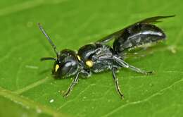 Image of Agile Masked Bee