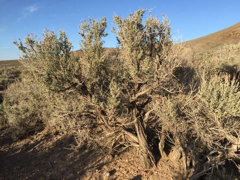 Image of big sagebrush