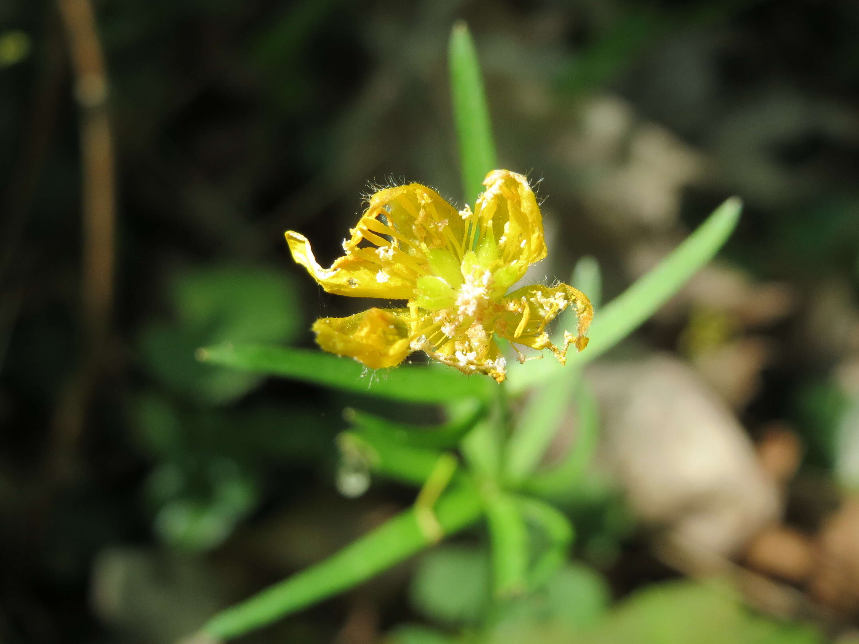 Image of Goldilocks Buttercup