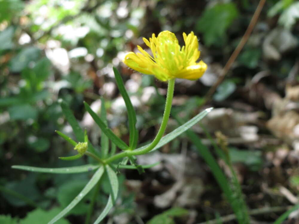 Image de Renoncule tete d'or