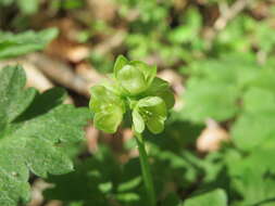 Image of adoxa