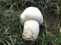 Plancia ëd Agaricus urinascens (Jul. Schäff. & F. H. Møller) Singer 1951