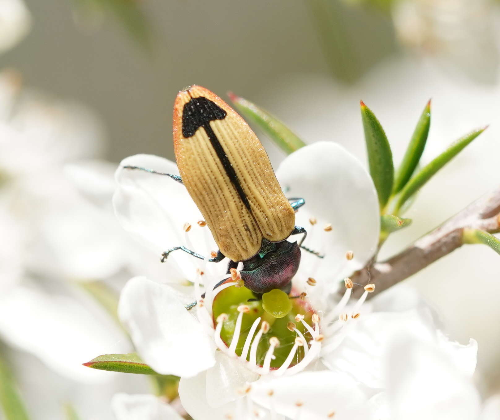 Image of Castiarina fossoria (Carter 1927)