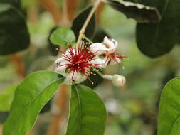 Image of Acca