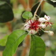 Image of Acca