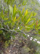 Image of Dodonaea viscosa subsp. viscosa