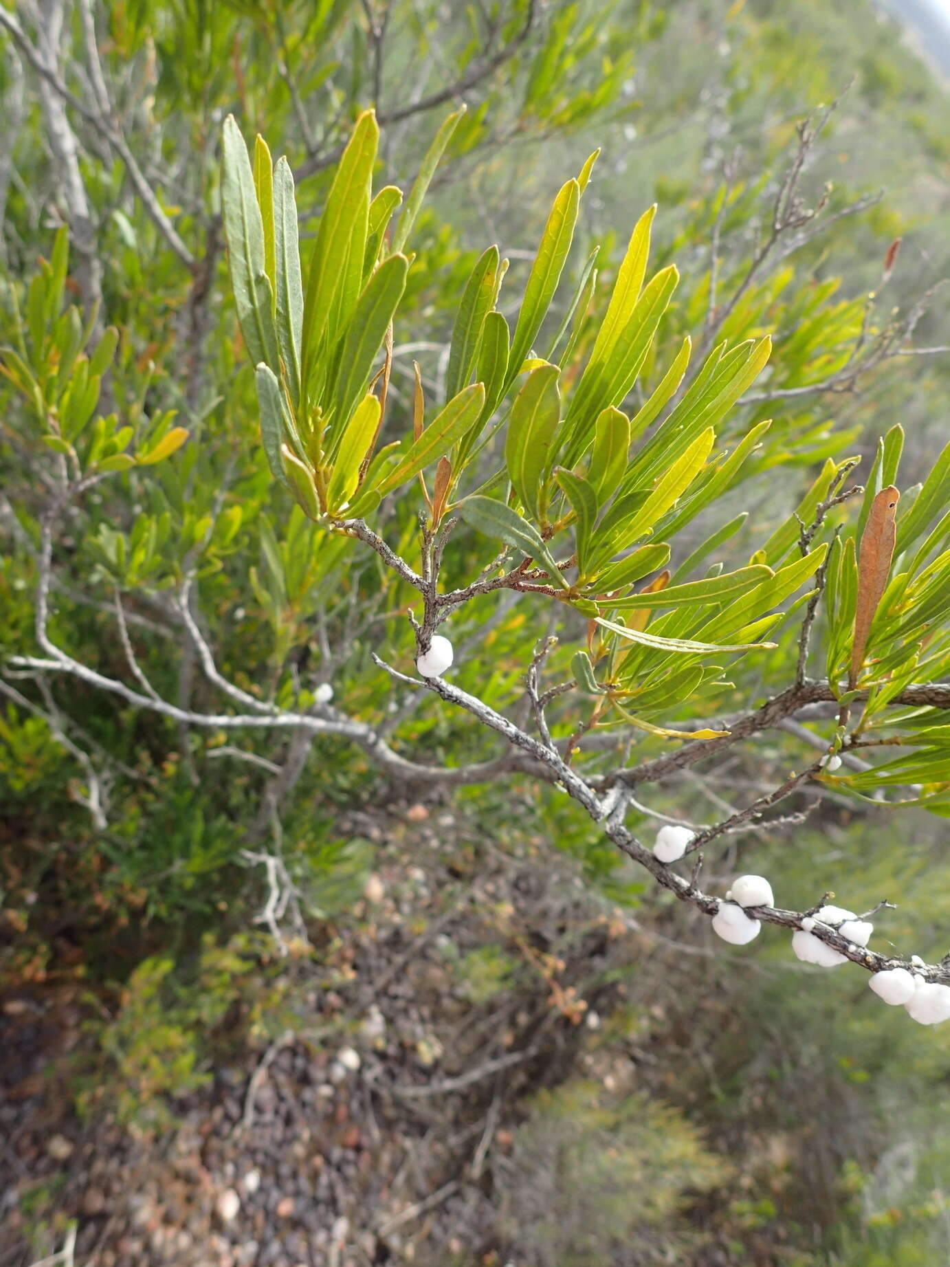 Image of Dodonaea viscosa subsp. viscosa