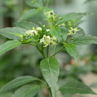 Image of cayenne pepper