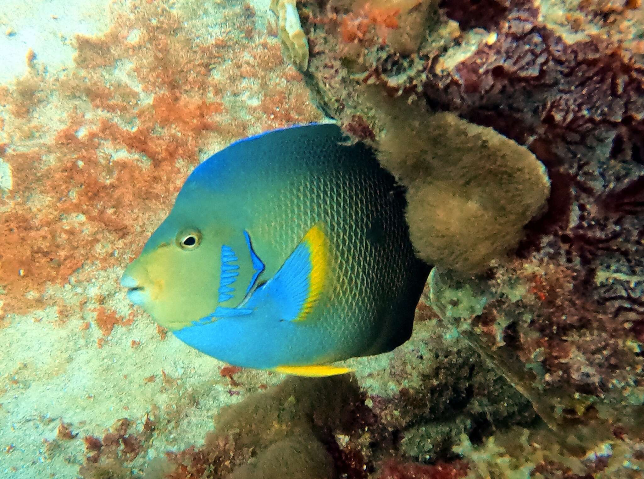 Image of Angelfish