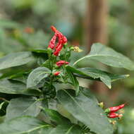 Image of cayenne pepper