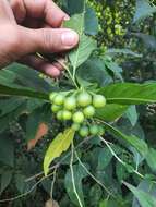 Image of Solanum aphyodendron S. Knapp