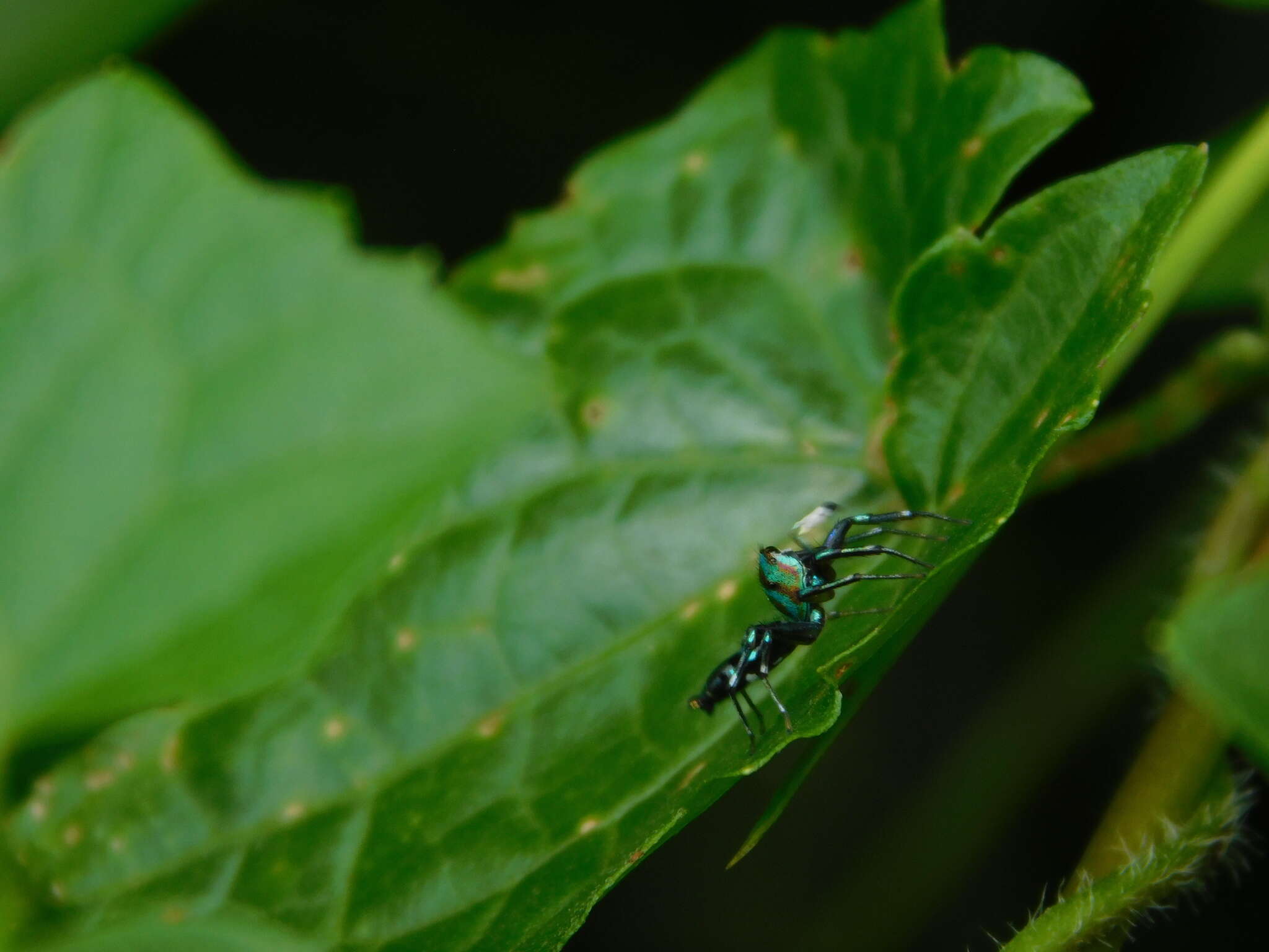 Image of Cosmophasis valerieae Prószyński & Deeleman-Reinhold 2010